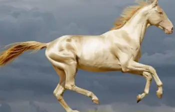 Top 15 Most Beautiful Horses From Around The Globe